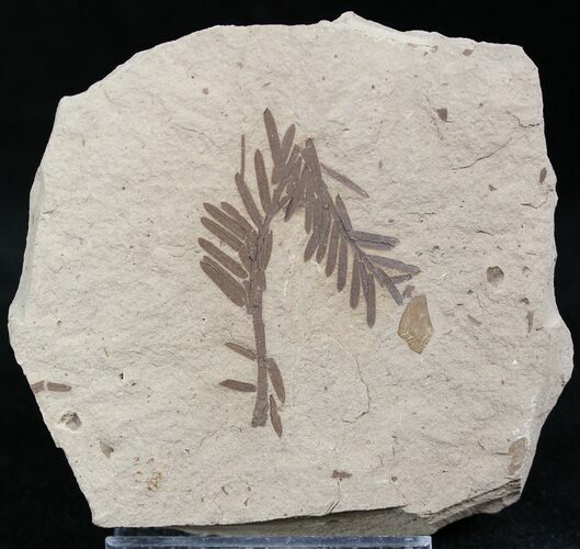 Metasequoia (Dawn Redwood) Fossil - Montana #27121